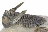 Flying Hollardops Trilobite With Gerastos - Orange Eye Facets #383223-4